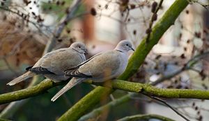 Preview wallpaper poultry, pigeons, branch, wood, steam