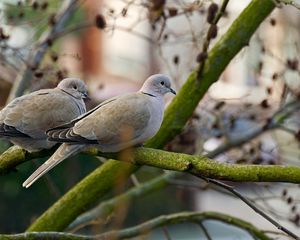 Preview wallpaper poultry, pigeons, branch, wood, steam