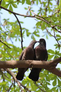 Preview wallpaper poultry, pigeons, nature