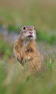 Preview wallpaper prairie dog, animal, grass, blur, wildlife