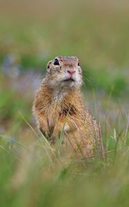 Preview wallpaper prairie dog, animal, grass, blur, wildlife