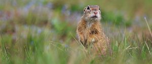 Preview wallpaper prairie dog, animal, grass, blur, wildlife