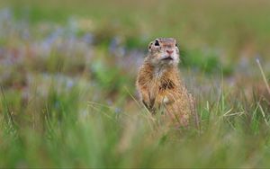 Preview wallpaper prairie dog, animal, grass, blur, wildlife