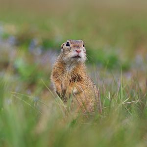 Preview wallpaper prairie dog, animal, grass, blur, wildlife