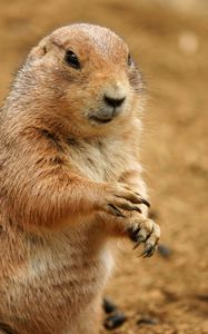 Preview wallpaper prairie dog, animal, sand, clay, habitat