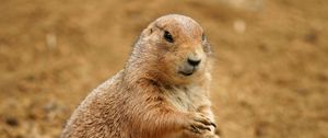 Preview wallpaper prairie dog, animal, sand, clay, habitat