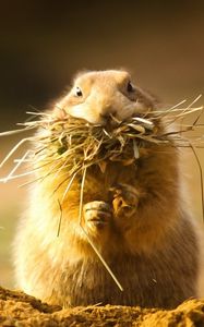 Preview wallpaper prairie dog, face, grass, hunt, hide