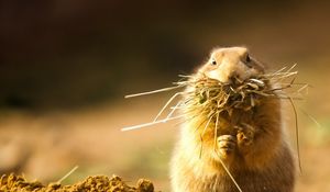 Preview wallpaper prairie dog, face, grass, hunt, hide