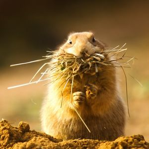 Preview wallpaper prairie dog, face, grass, hunt, hide