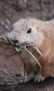 Preview wallpaper prairie dog, meerkats, branches, muzzle