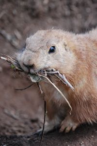 Preview wallpaper prairie dog, meerkats, branches, muzzle