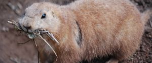 Preview wallpaper prairie dog, meerkats, branches, muzzle