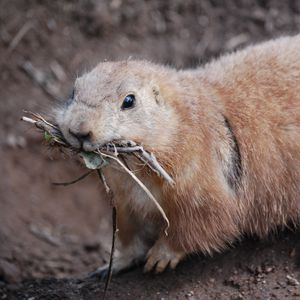 Preview wallpaper prairie dog, meerkats, branches, muzzle