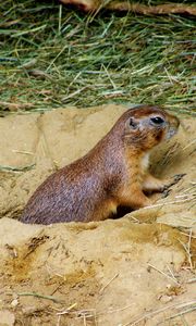 Preview wallpaper prairie dog, mink, sand, grass