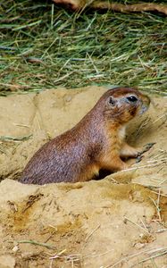 Preview wallpaper prairie dog, mink, sand, grass