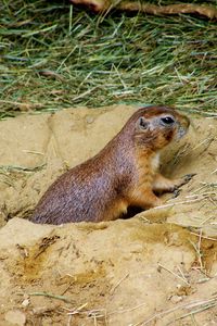 Preview wallpaper prairie dog, mink, sand, grass