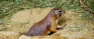 Preview wallpaper prairie dog, mink, sand, grass