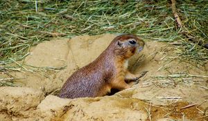 Preview wallpaper prairie dog, mink, sand, grass