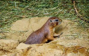 Preview wallpaper prairie dog, mink, sand, grass