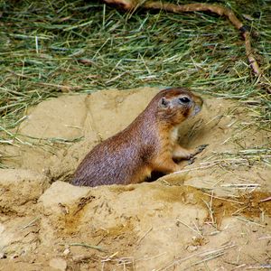 Preview wallpaper prairie dog, mink, sand, grass