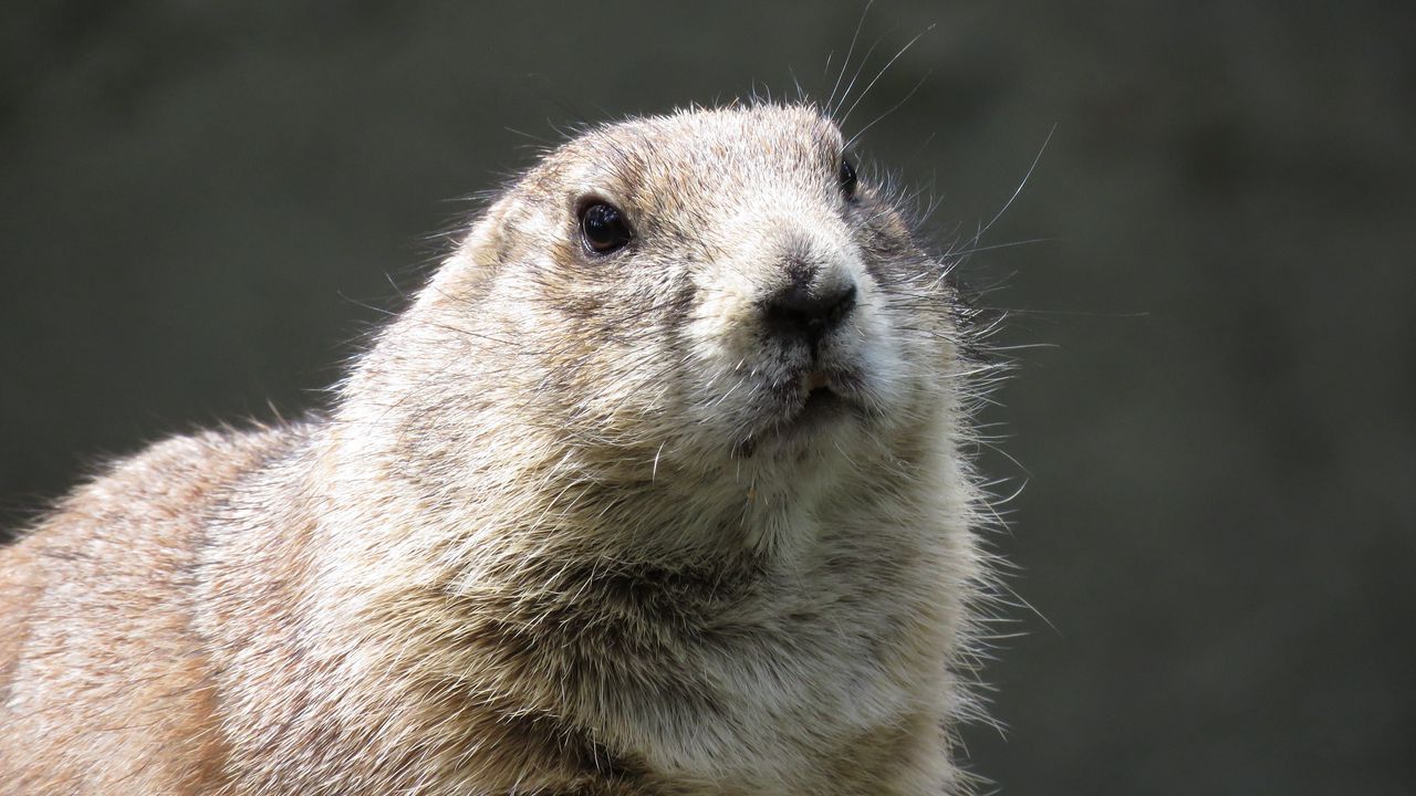 Wallpaper prairie dog, rodent, muzzle