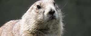 Preview wallpaper prairie dog, rodent, muzzle