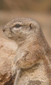 Preview wallpaper prairie dog, rodent, snout