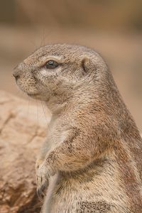 Preview wallpaper prairie dog, rodent, snout