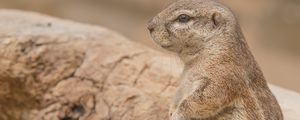 Preview wallpaper prairie dog, rodent, snout