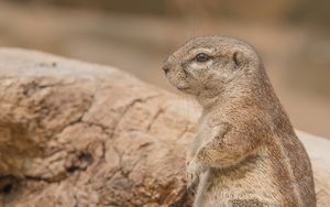 Preview wallpaper prairie dog, rodent, snout