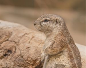Preview wallpaper prairie dog, rodent, snout