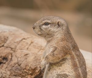 Preview wallpaper prairie dog, rodent, snout