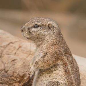 Preview wallpaper prairie dog, rodent, snout