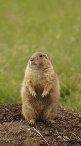 Preview wallpaper prairie dog, rodent, standing