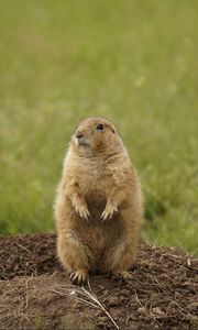 Preview wallpaper prairie dog, rodent, standing
