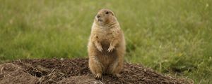 Preview wallpaper prairie dog, rodent, standing