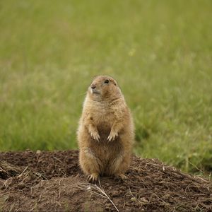 Preview wallpaper prairie dog, rodent, standing