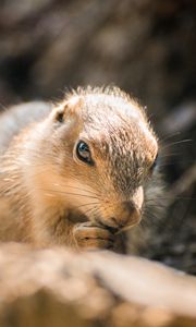 Preview wallpaper prairie dog, rodent, wildlife, log, blur