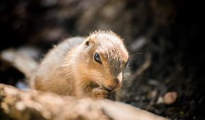 Preview wallpaper prairie dog, rodent, wildlife, log, blur