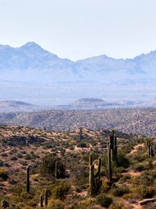 Preview wallpaper prairies, cacti, mountains, distance