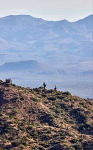 Preview wallpaper prairies, cacti, relief, hills