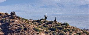 Preview wallpaper prairies, cacti, relief, hills