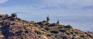 Preview wallpaper prairies, cacti, relief, hills