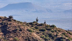 Preview wallpaper prairies, cacti, relief, hills