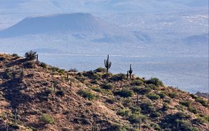 Preview wallpaper prairies, cacti, relief, hills