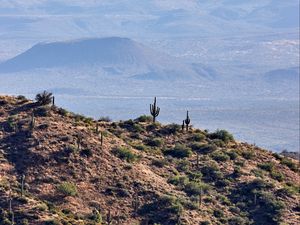 Preview wallpaper prairies, cacti, relief, hills