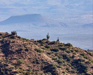 Preview wallpaper prairies, cacti, relief, hills