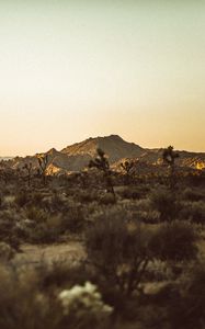 Preview wallpaper prairies, desert, valley, trees, hill