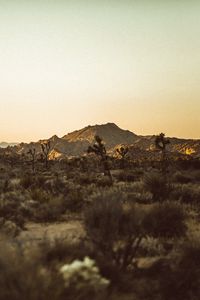 Preview wallpaper prairies, desert, valley, trees, hill