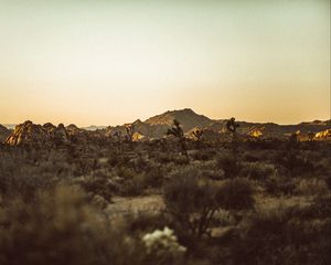 Preview wallpaper prairies, desert, valley, trees, hill